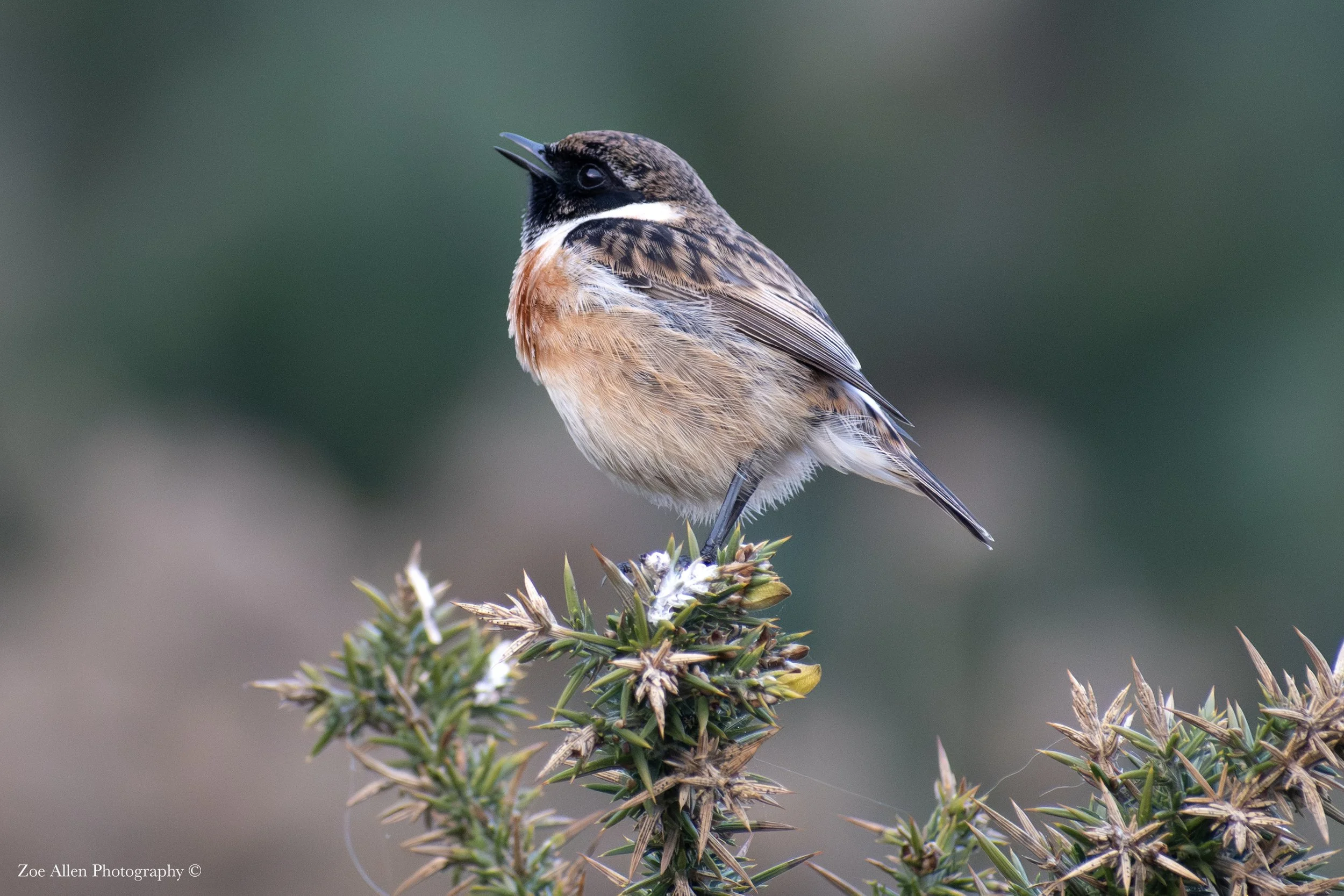 DSC_2802-1 EDIT WM.jpg