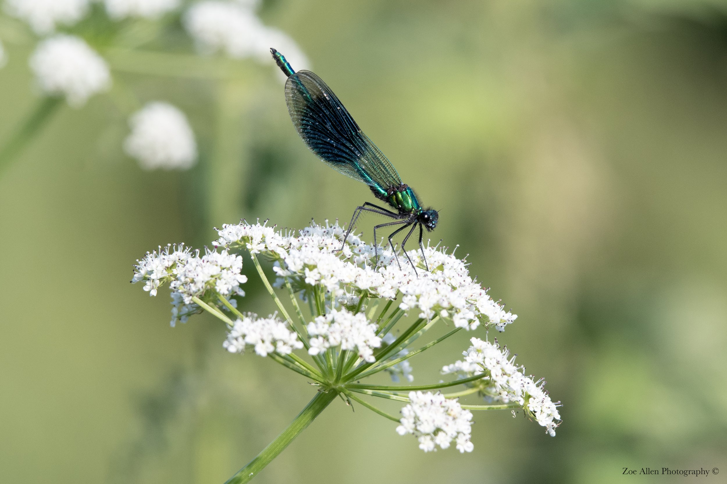 DSC_1678-1EDIT WM.jpg