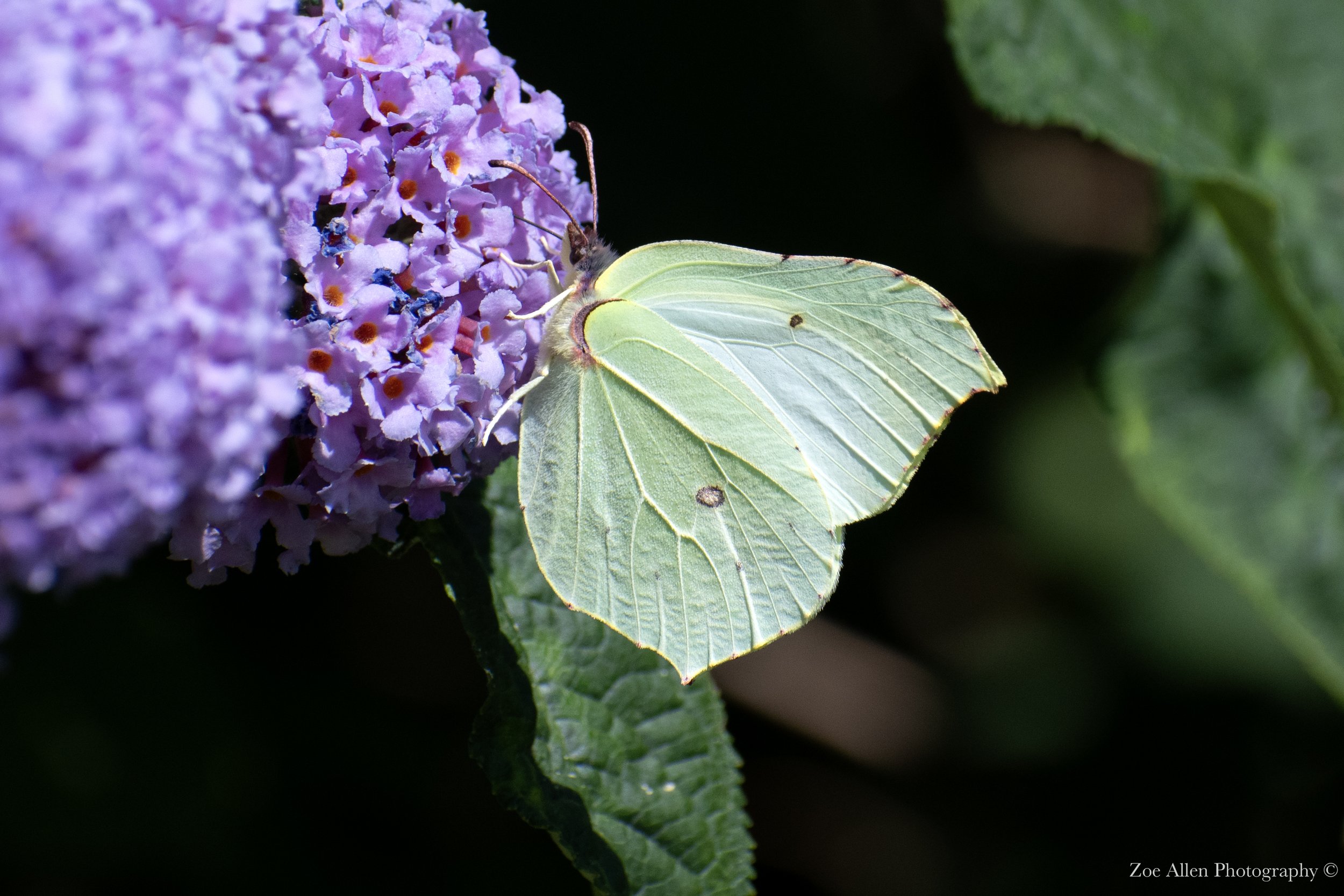 DSC_1305-1 EDIT WM.jpg