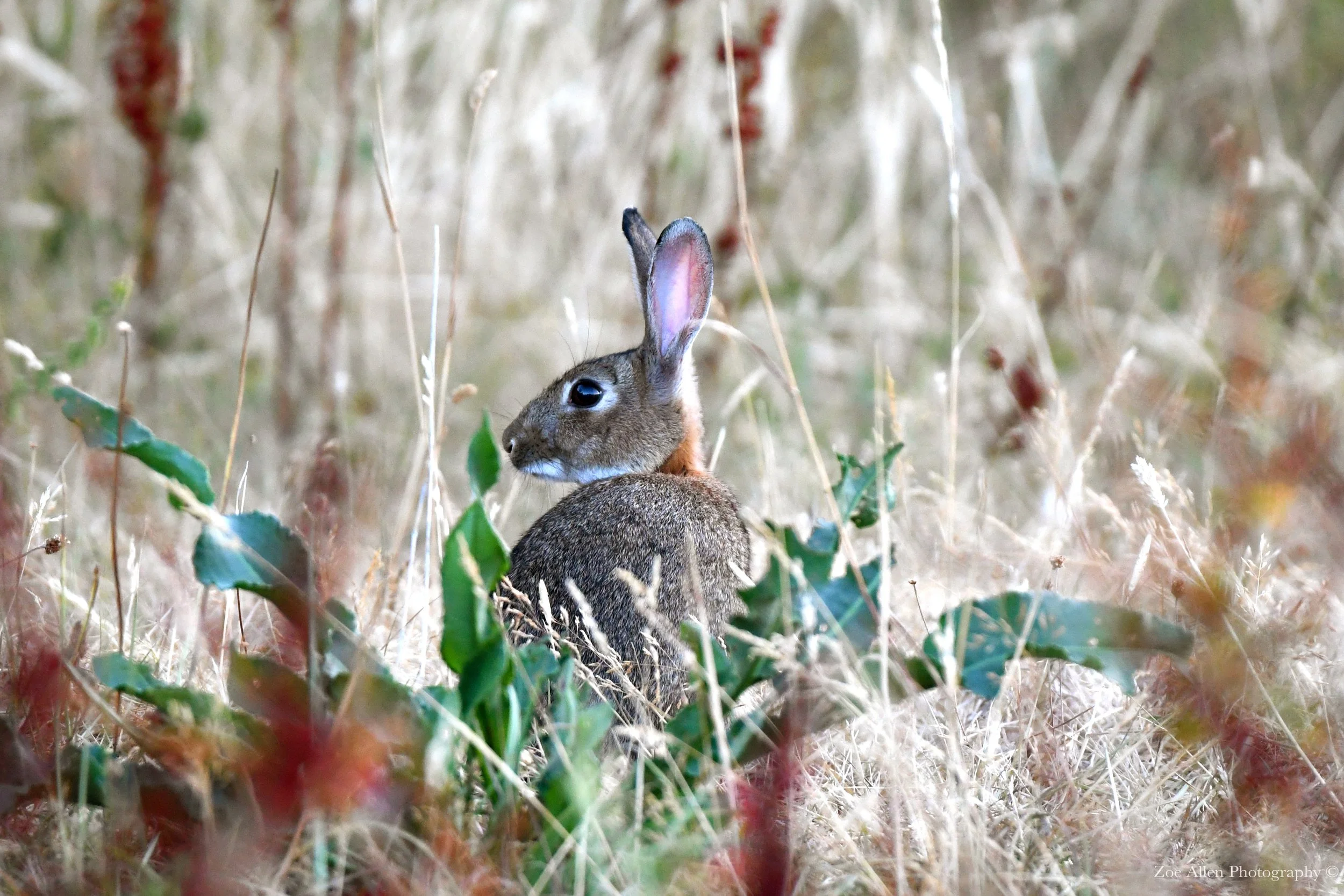 DSC_8960EDIT copy.jpg