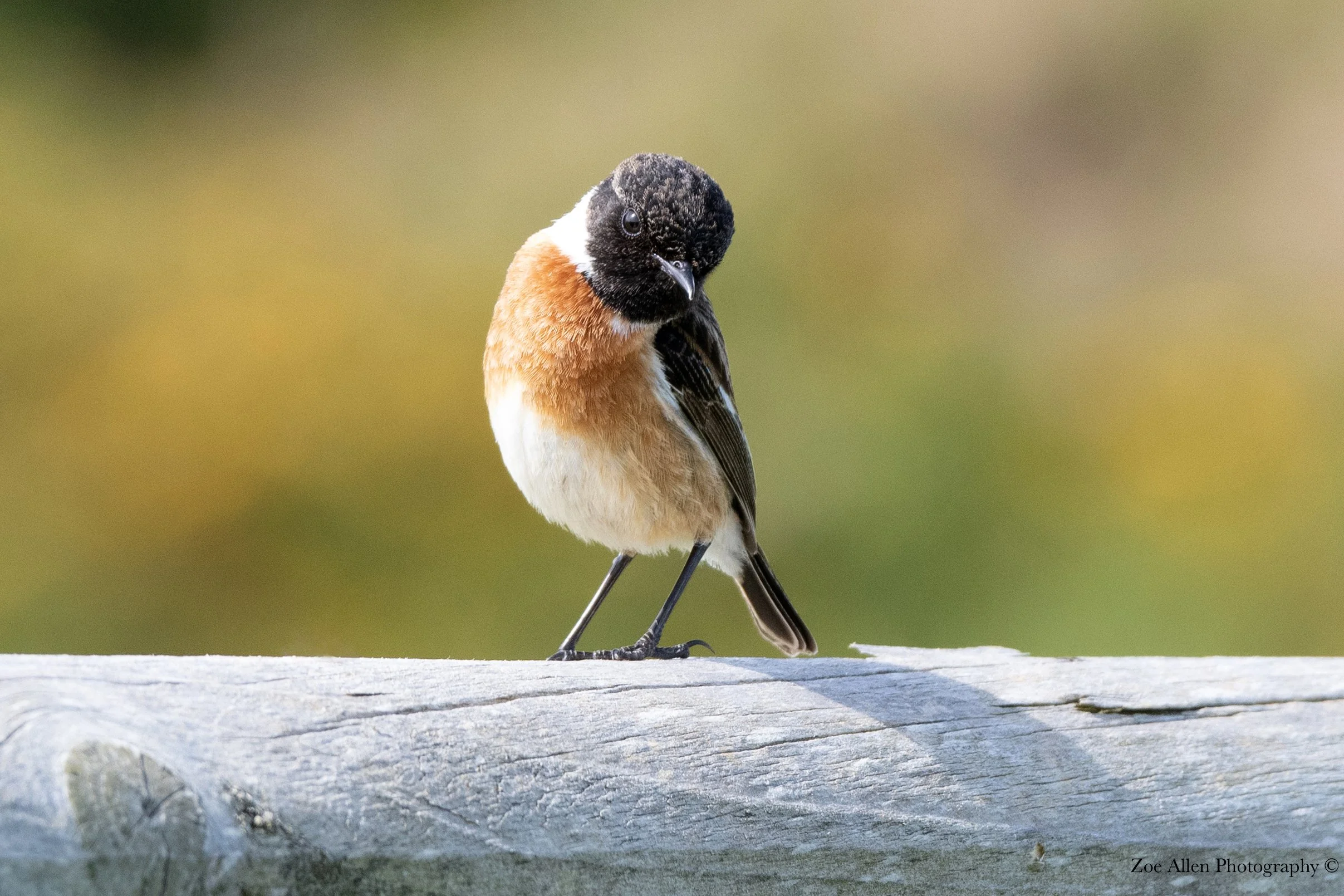 DSC_1268- EDIT WM .jpg