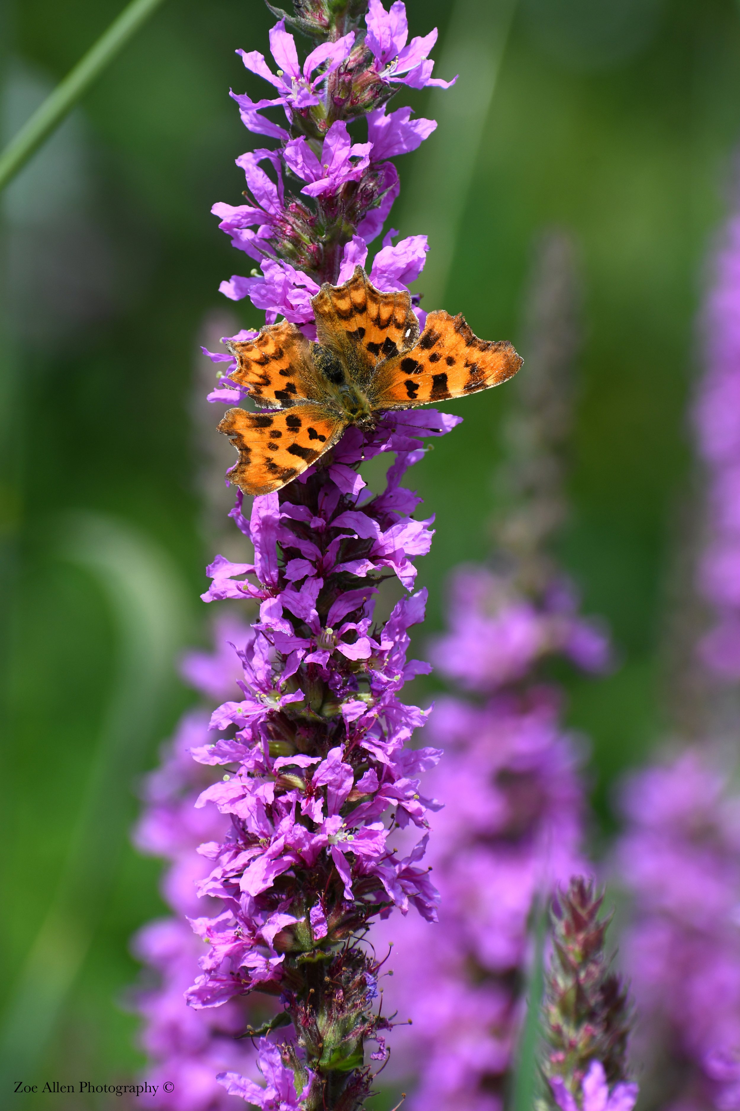 DSC_4173 EDIT WM.jpg