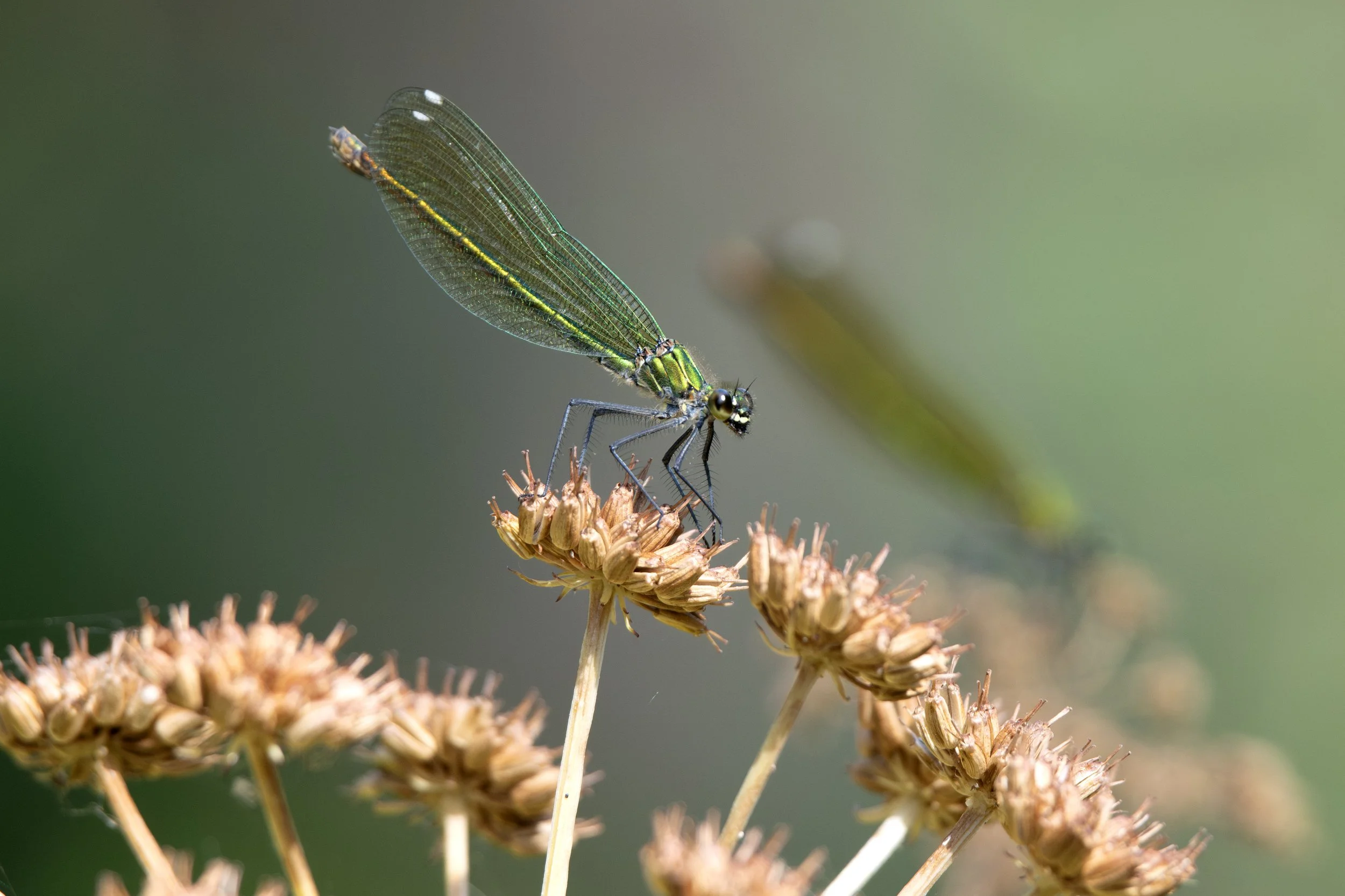 DSC_3745-1 EDIT.jpg