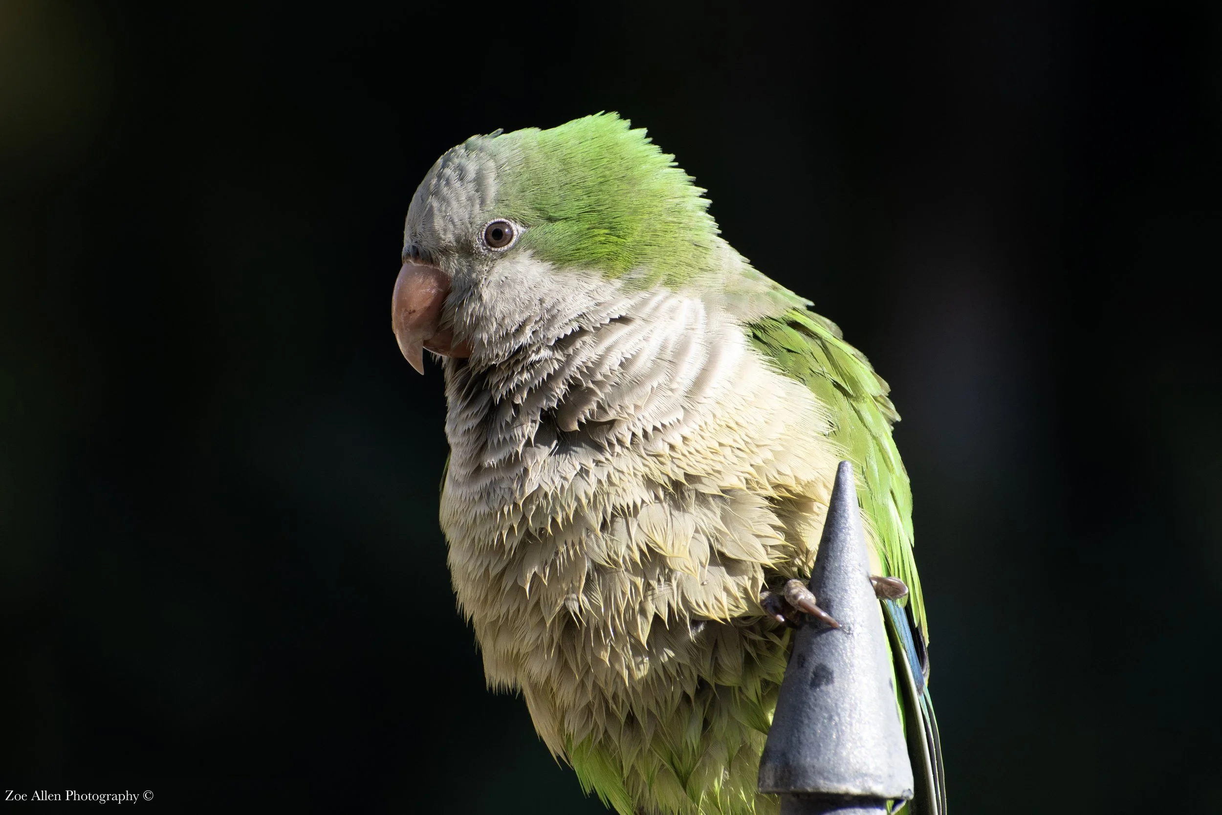 DSC_3038-1 EDIT  WM.jpg