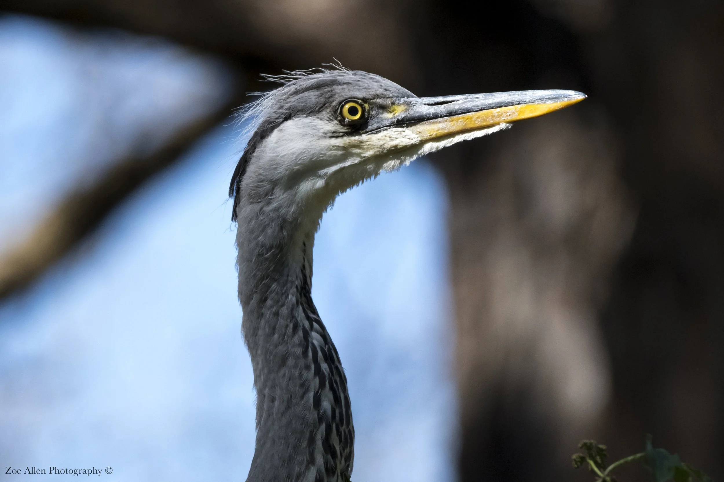 DSC_3790-1EDIT copy.jpg