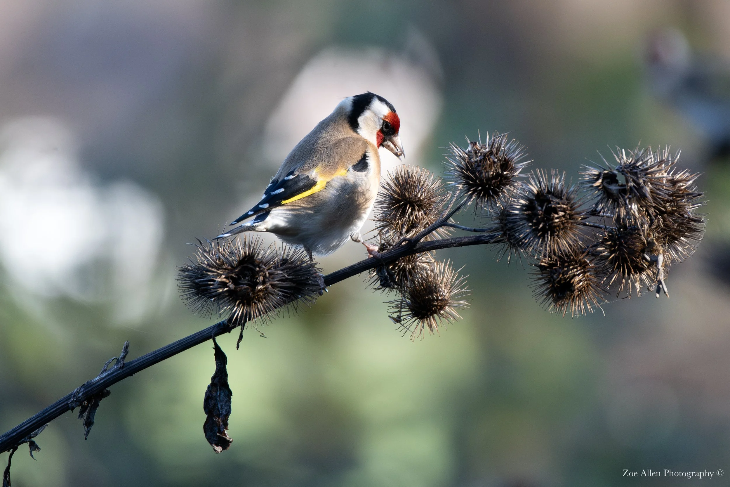 DSC_0168-1NEW EDIT.jpg