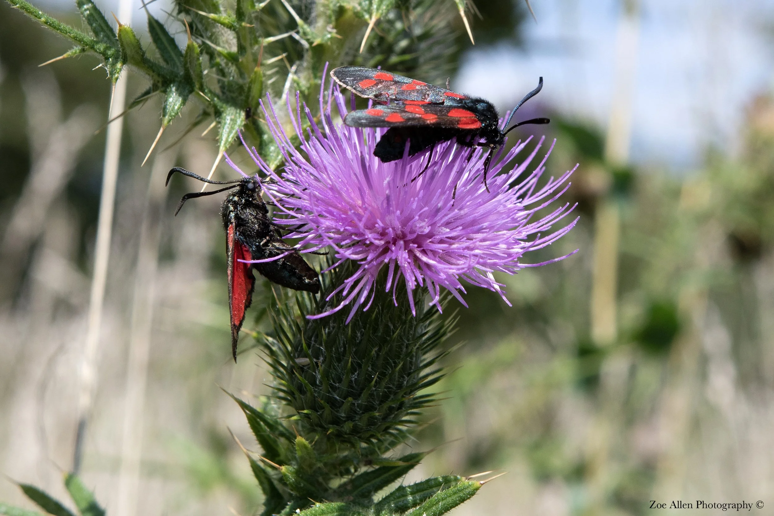 DSC_209NEW EDIT WM.jpg