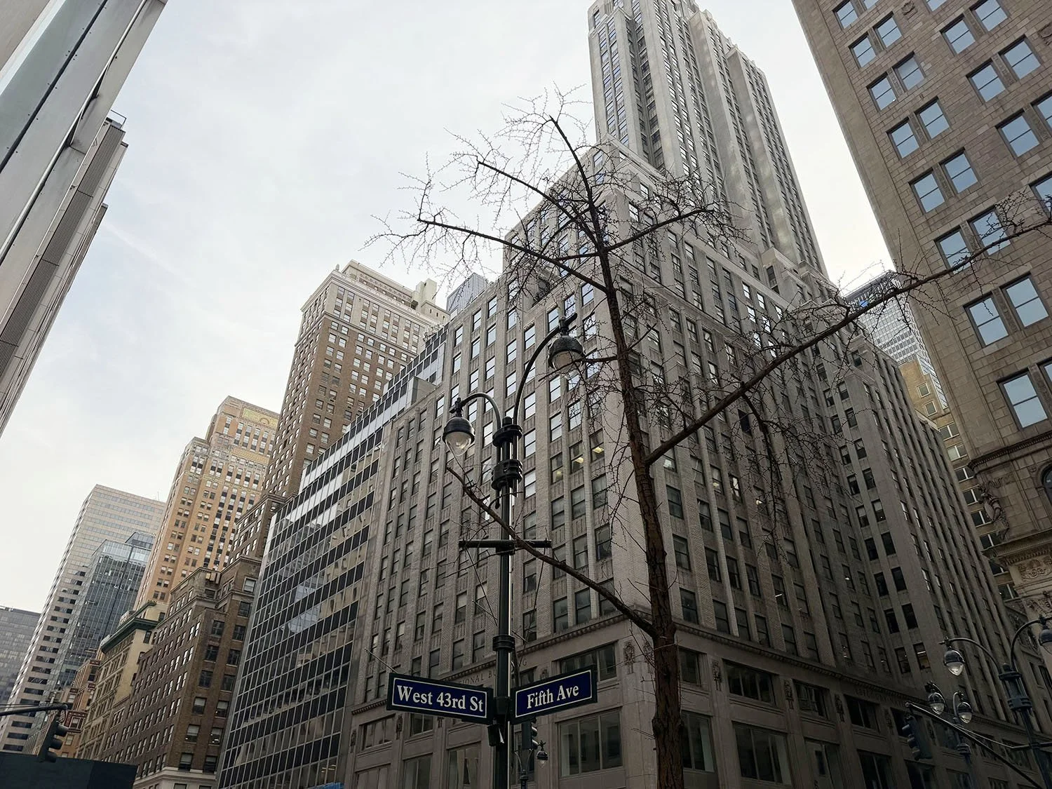 Tall city buildings with a leafless tree and street signs for West 43rd Street and Fifth Avenue in New York City.