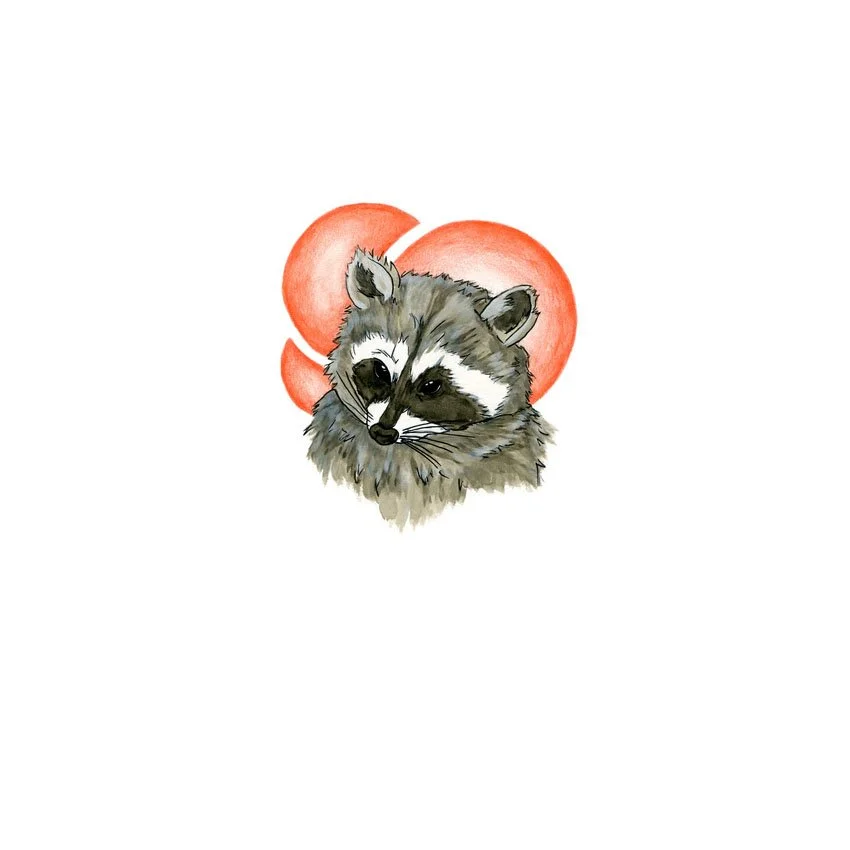 Raccoon (2013) 7"x5"
- Watercolor, ink on paper