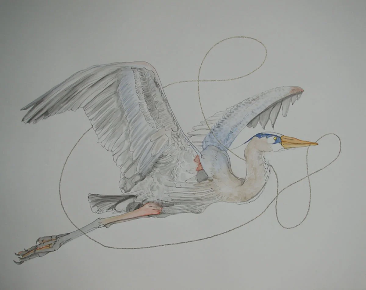 Heron (2016) 18"X24"
- Watercolor, ink, acrylic on paper