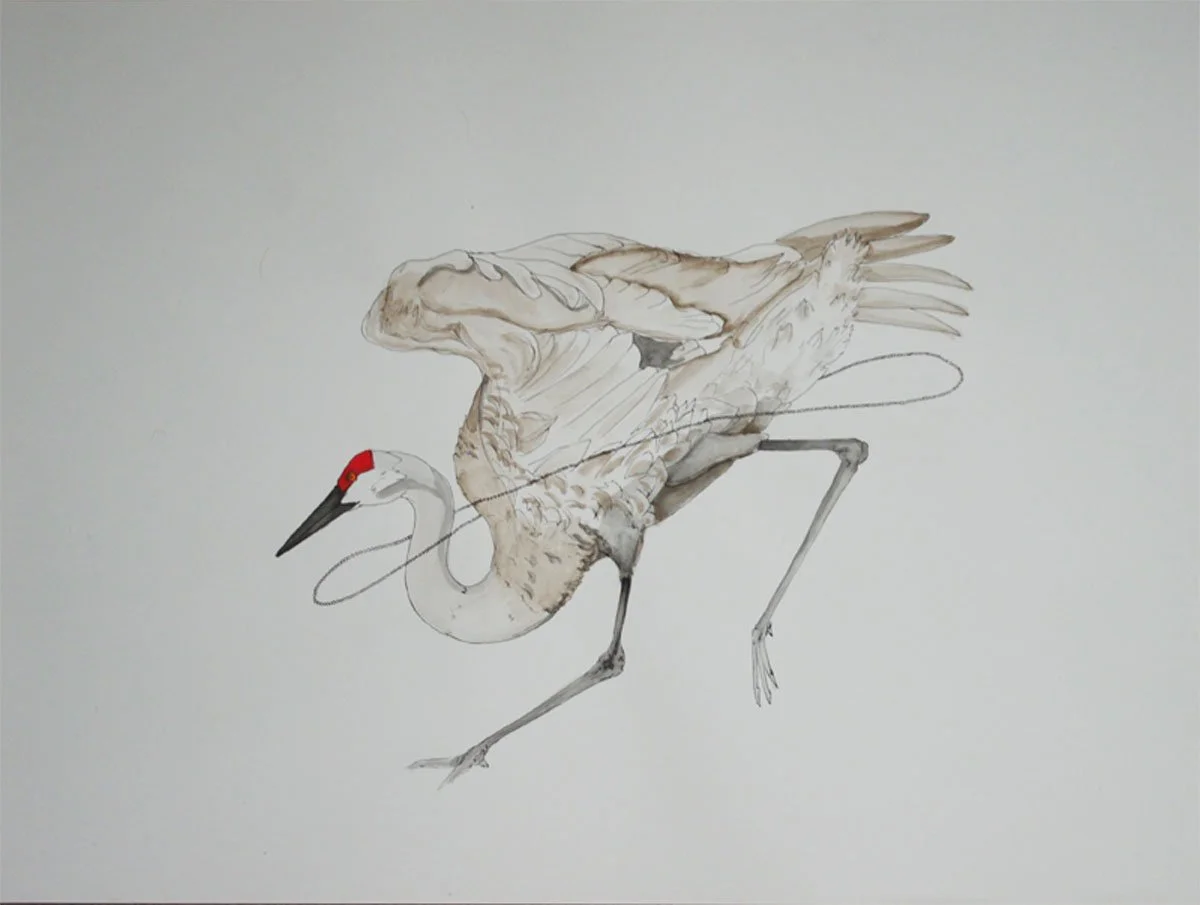 Crane (2016) 18"X24"
- Watercolor, ink, acrylic on paper