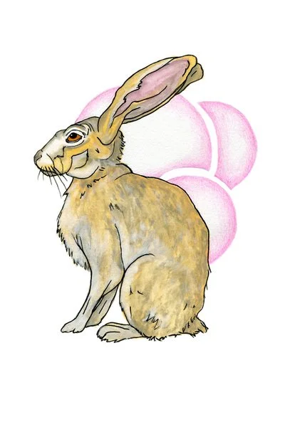 Hare (2013) 7"x5"
- Watercolor, ink on paper