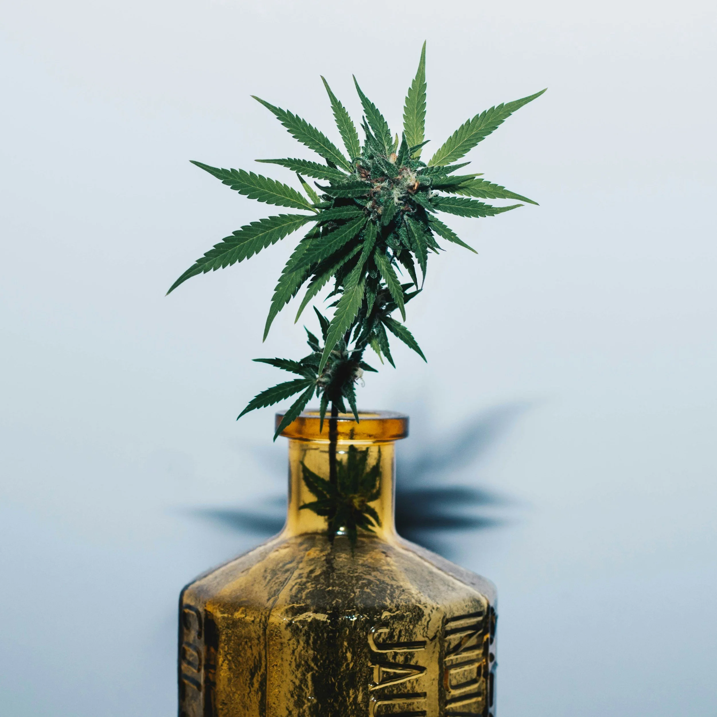 A cannabis plant growing in a glass bottle with a plain white background.
