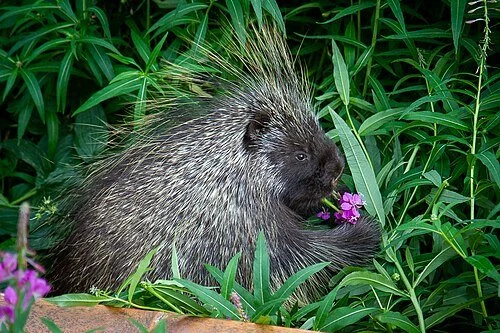 A porcupine sitting among green plants, holding fireweed in its paws.