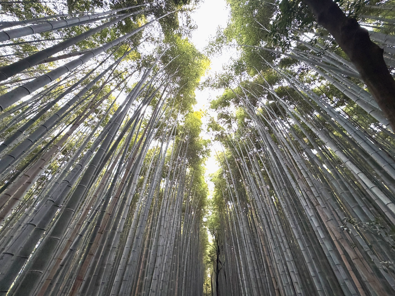 Looking up at tall bamboo stalks in a dense bamboo forest with sunlight filtering through the leaves