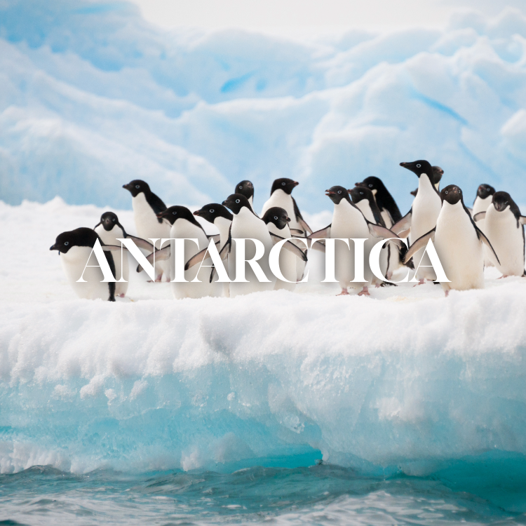 Group of penguins on ice with icy water in foreground and snow-covered landscape in background.
