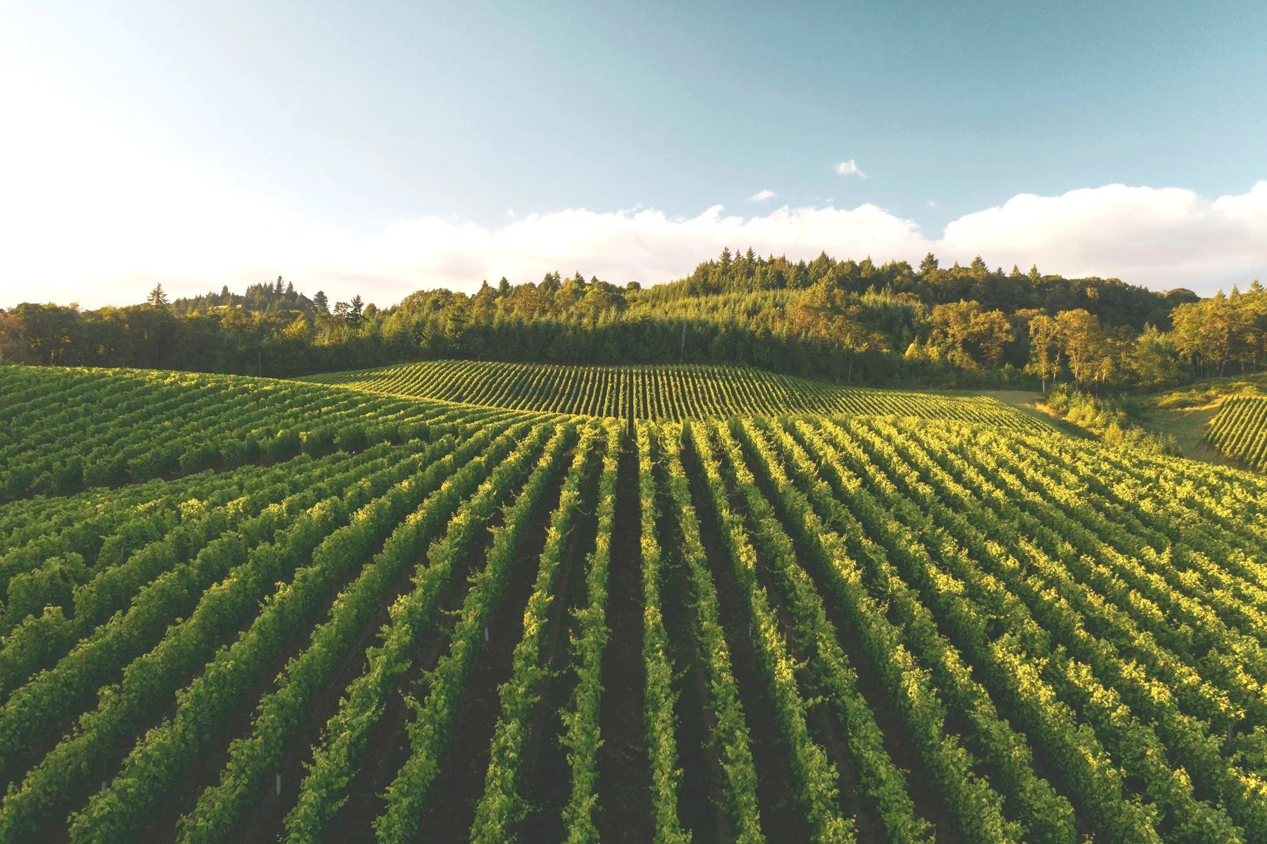 Vineyard with rows of grapevines on rolling hills under a partly cloudy sky during daytime.