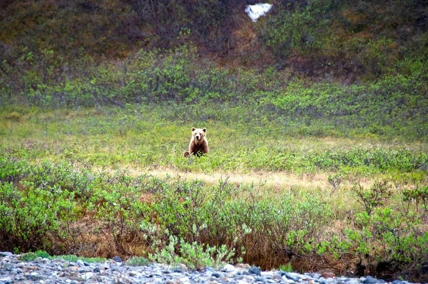 Wilderness Matters
