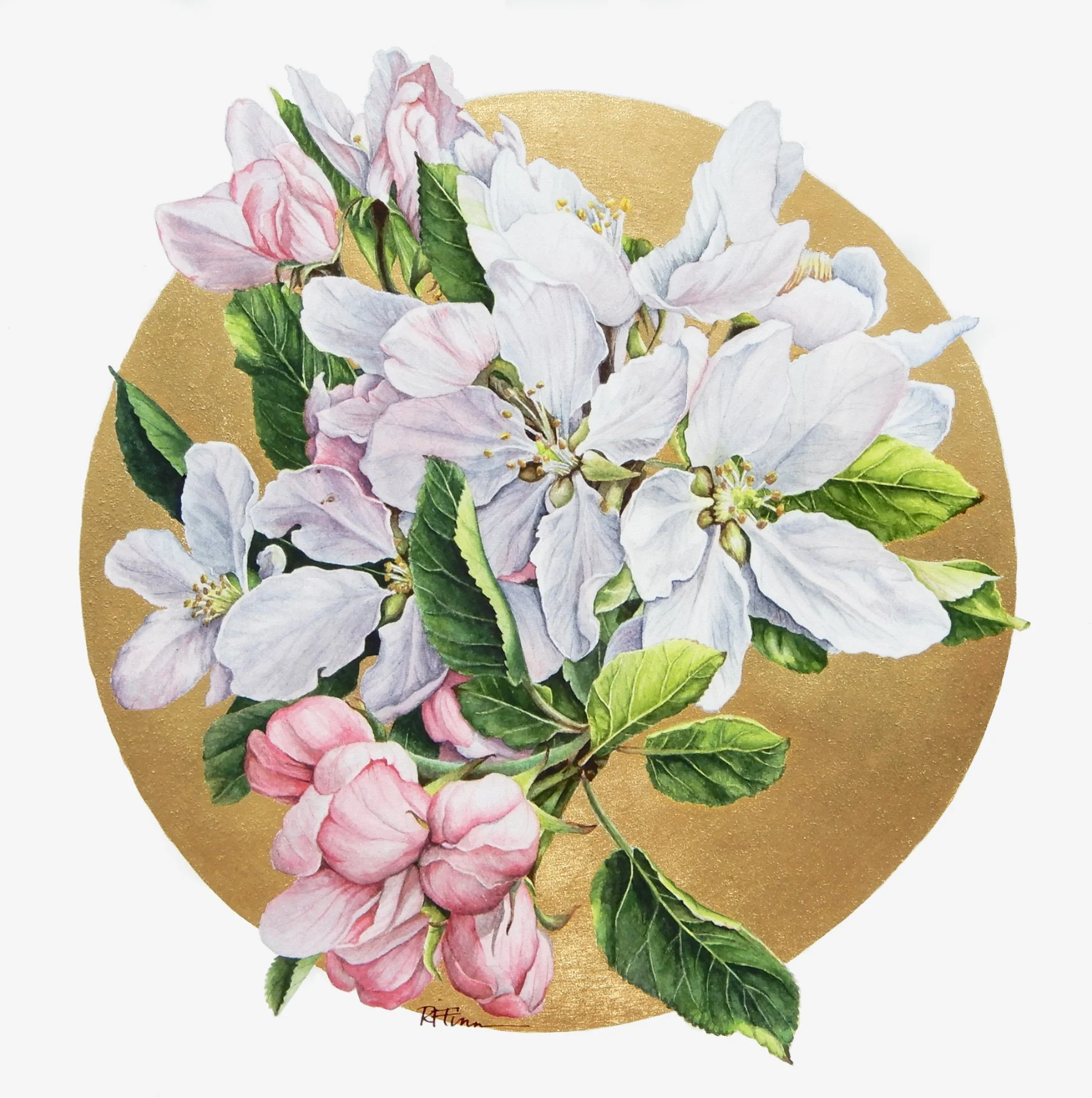 Apple Blossoms_Rowena Finn.jpg