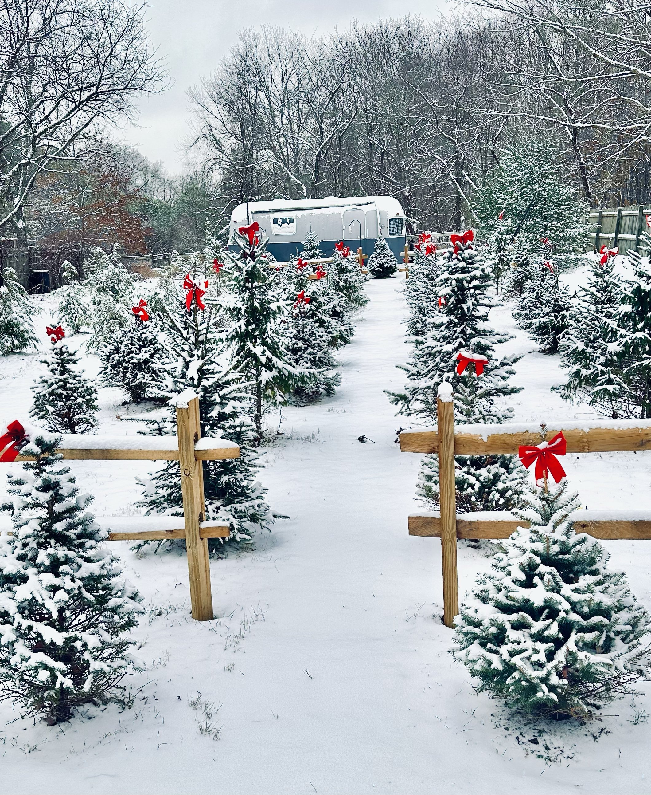Snow-covered Christmas tree farm with small decorated trees with red bows, a wooden fence, and a vintage trailer in the background.