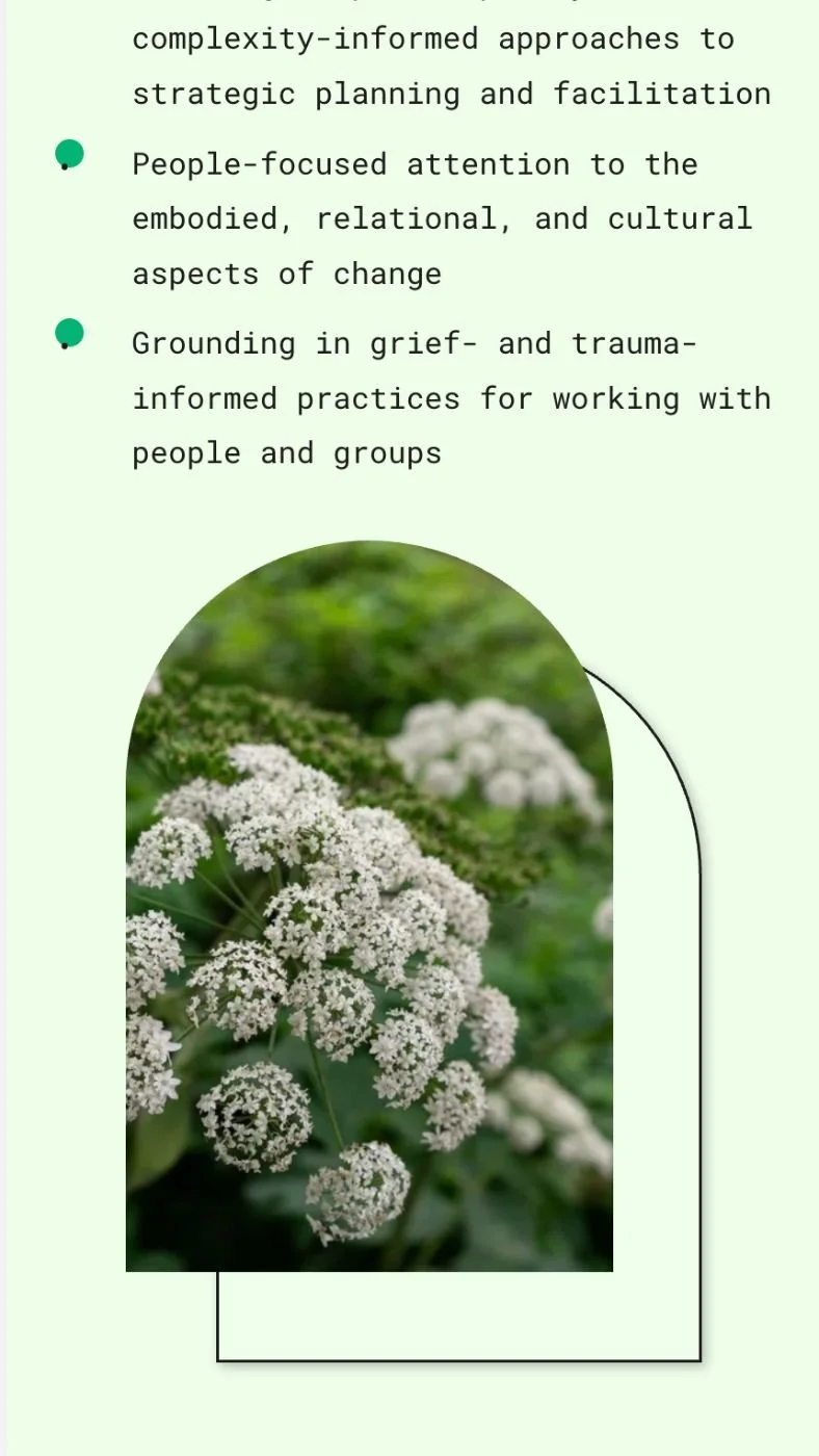 Photo of white flowering plant, possibly a type of wildflower or shrub, with a blurred green background.