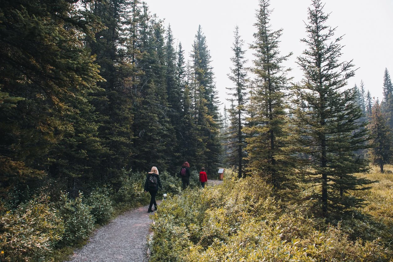 Trois personnes qui marchent sur un sentier dans une forêt dense avec de grands arbres, au crépuscule ou en matinée.