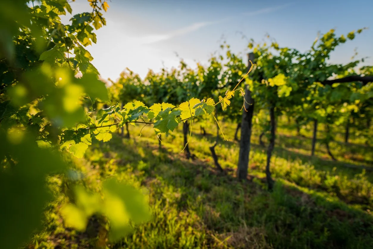 Vignes dans un vignoble en plein jour, sous un ciel clair.
