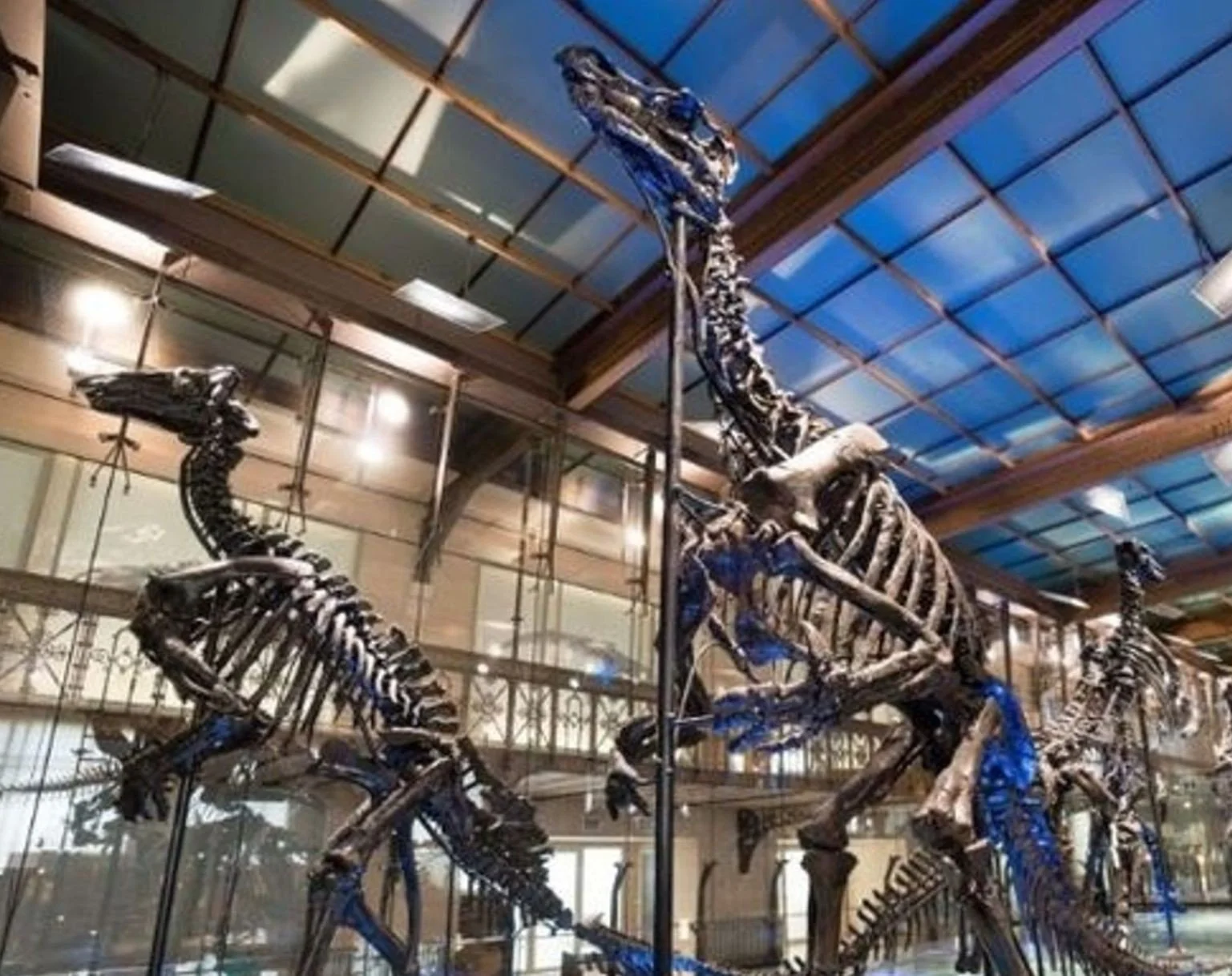 MUSÉE DE L’IGUANODON de Bernissart