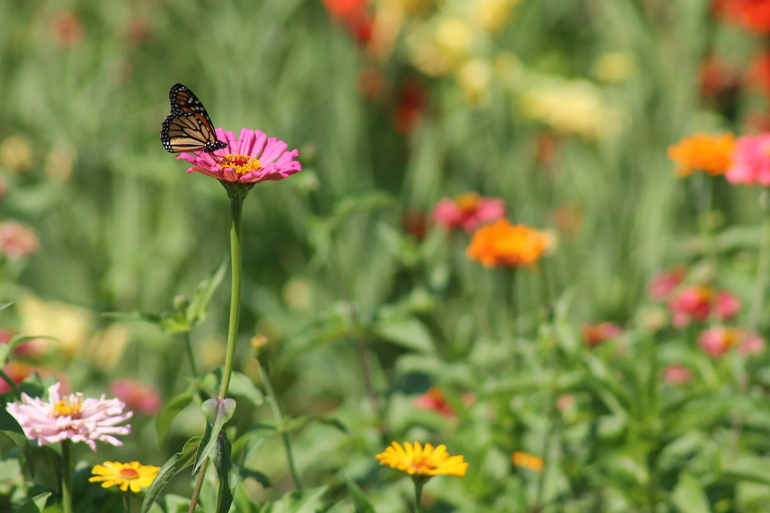 Yoga at Dragonfly Flower Farm
