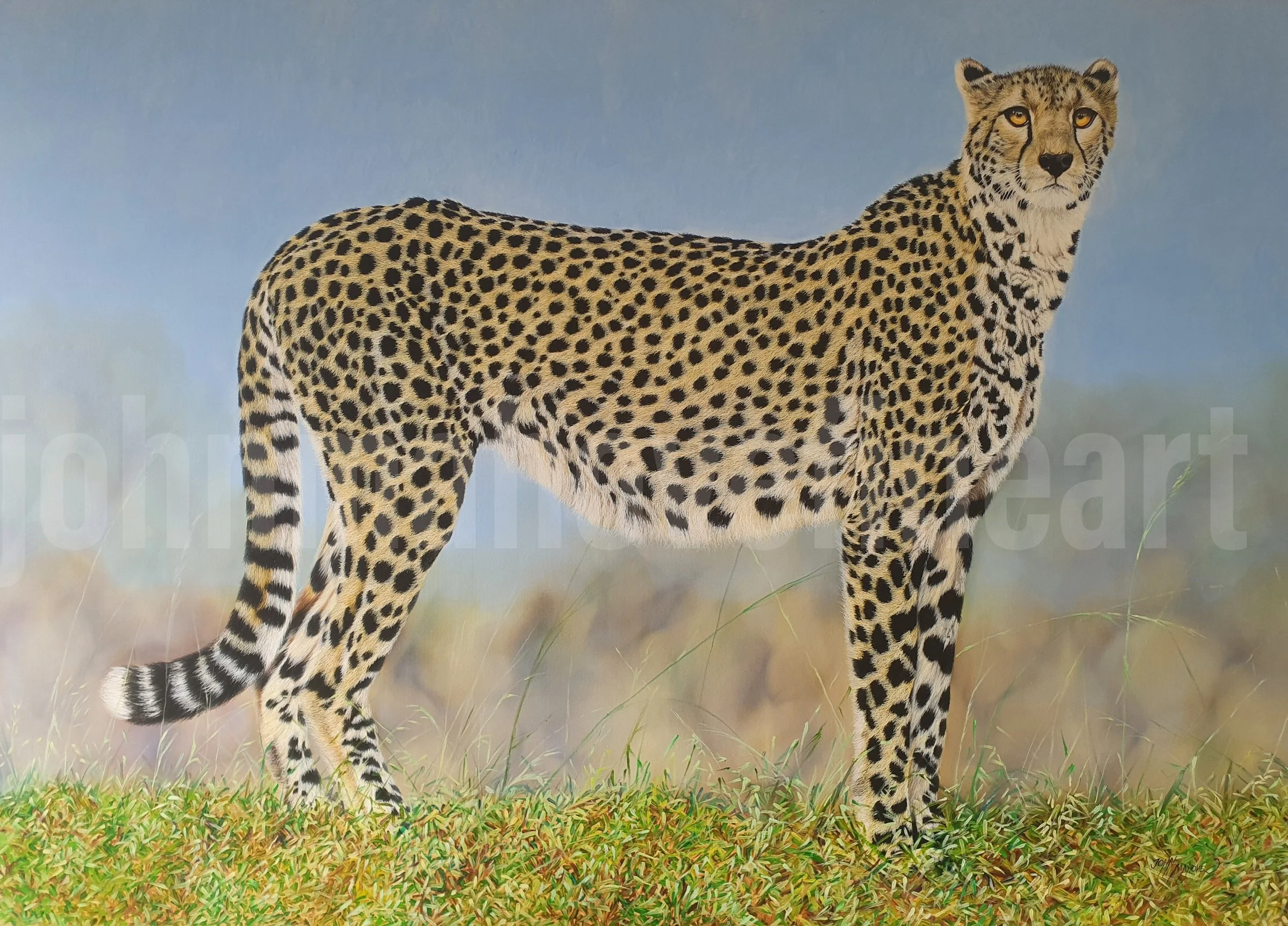 Sovereign Grounds, original realism cheetah oil painting by Zimbabwean artist John Mahove, powerful wildlife portrait collected worldwide