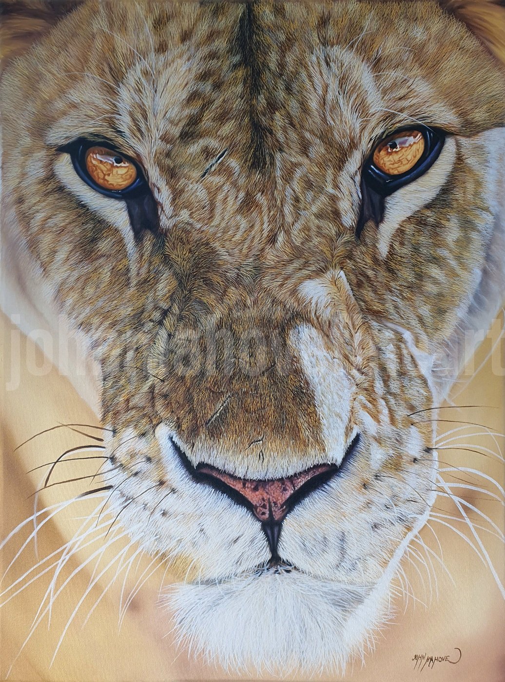Golden Gaze, original realism lioness oil painting by Zimbabwean artist John Mahove, detailed wildlife portrait with striking eyes