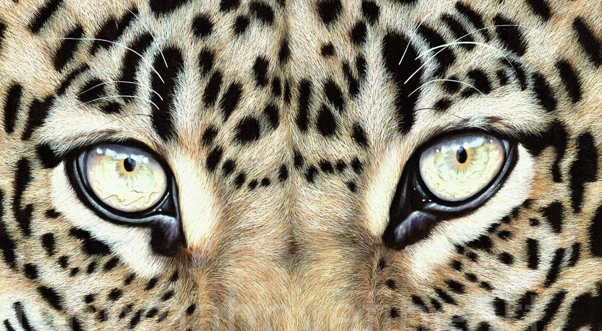 My Addiction, original realism leopard oil painting by Zimbabwean artist John Mahove, detailed wildlife portrait collected worldwide