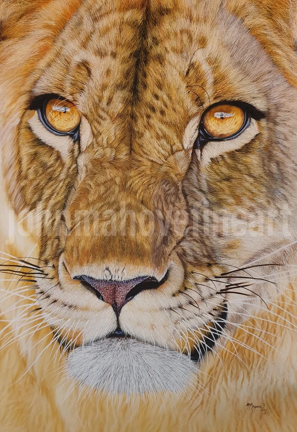 Original realism lion oil painting close up by Zimbabwean artist John Mahove
