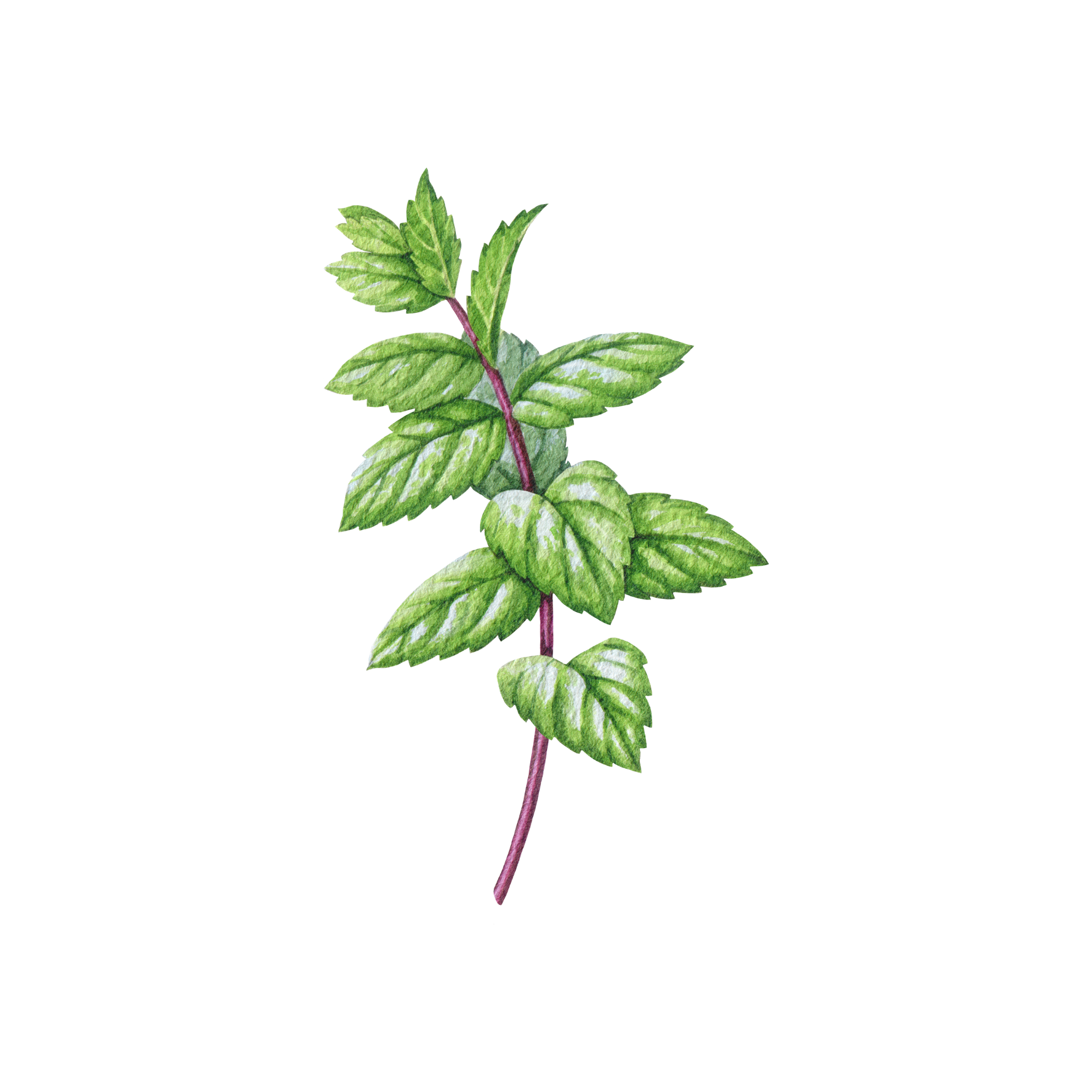 Mint