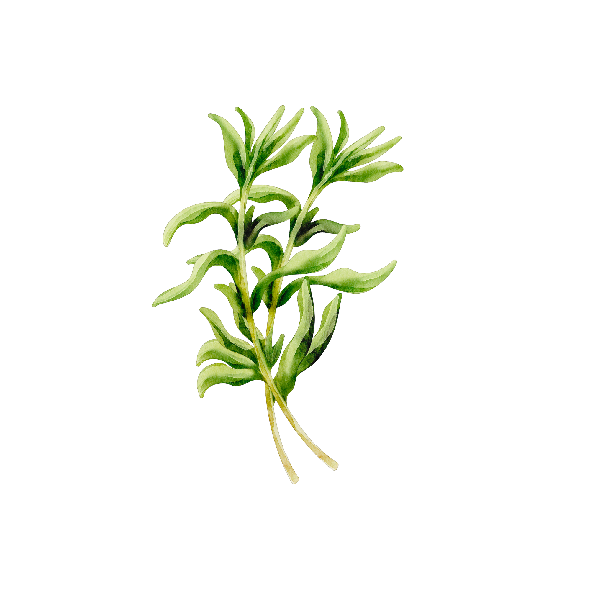 Rosemary
