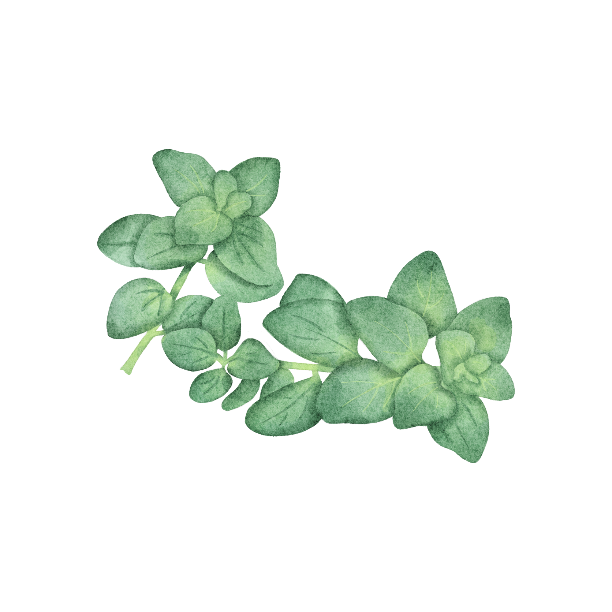 Oregano