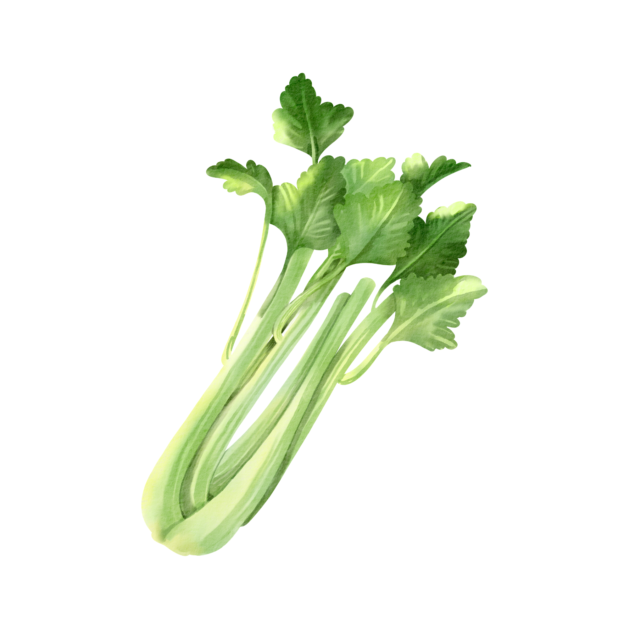 Celery
