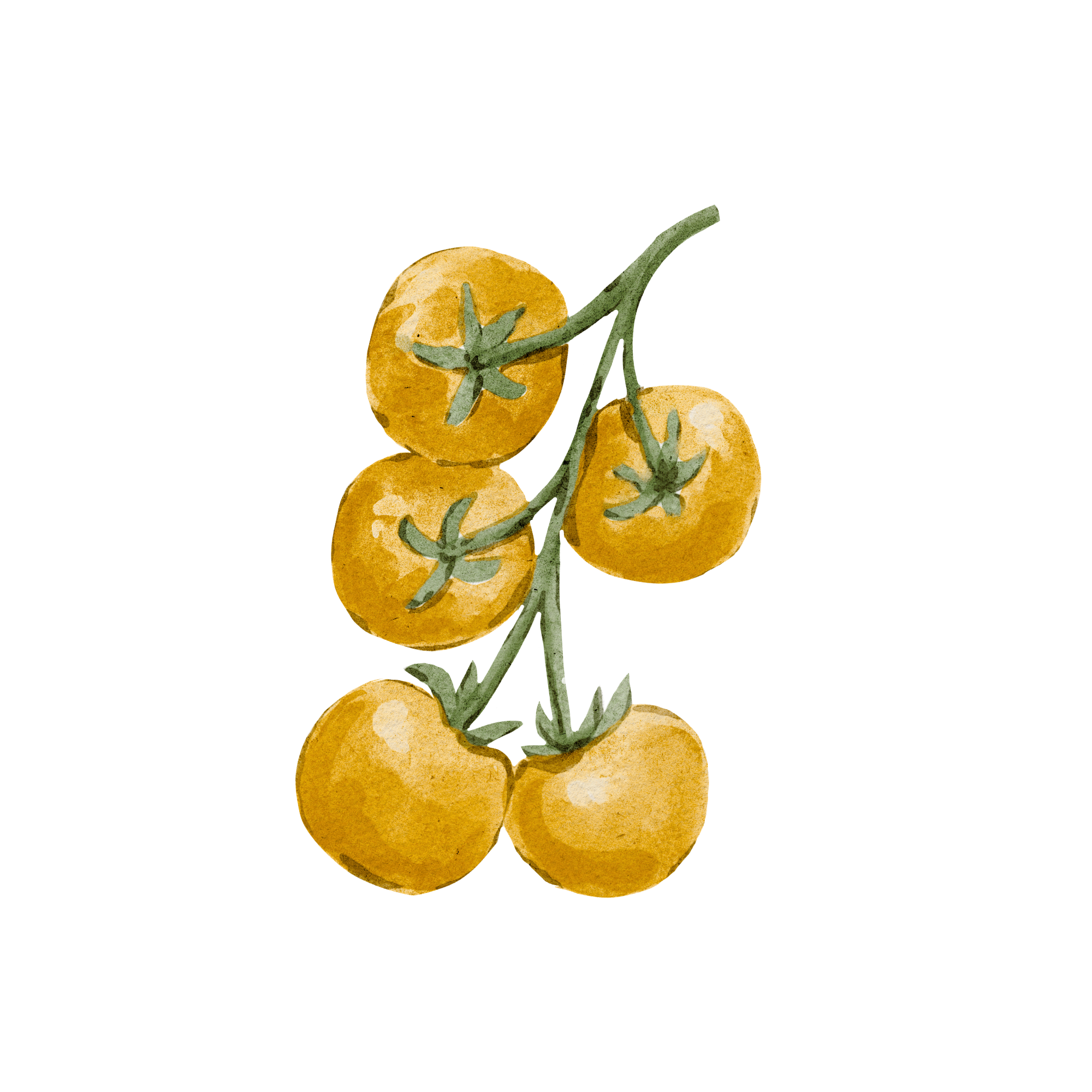 Honey Vine Tomatoes
