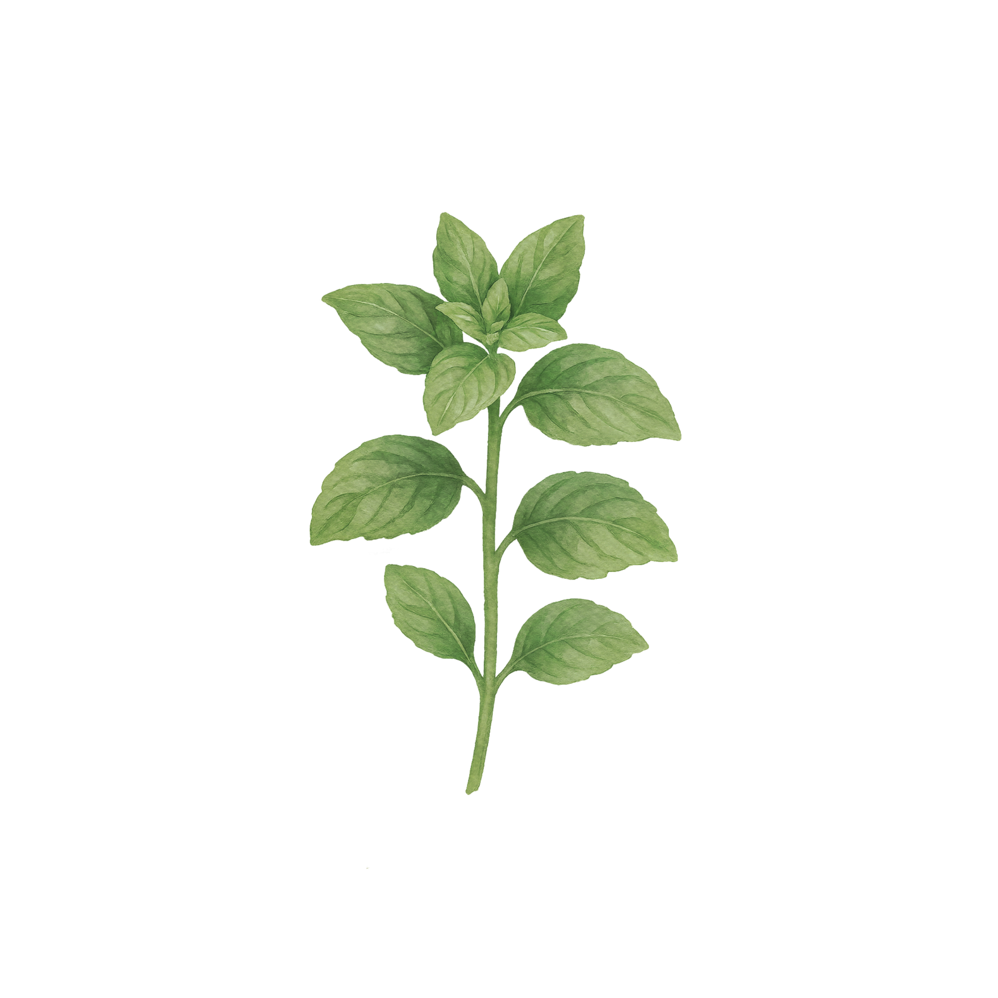 Basil