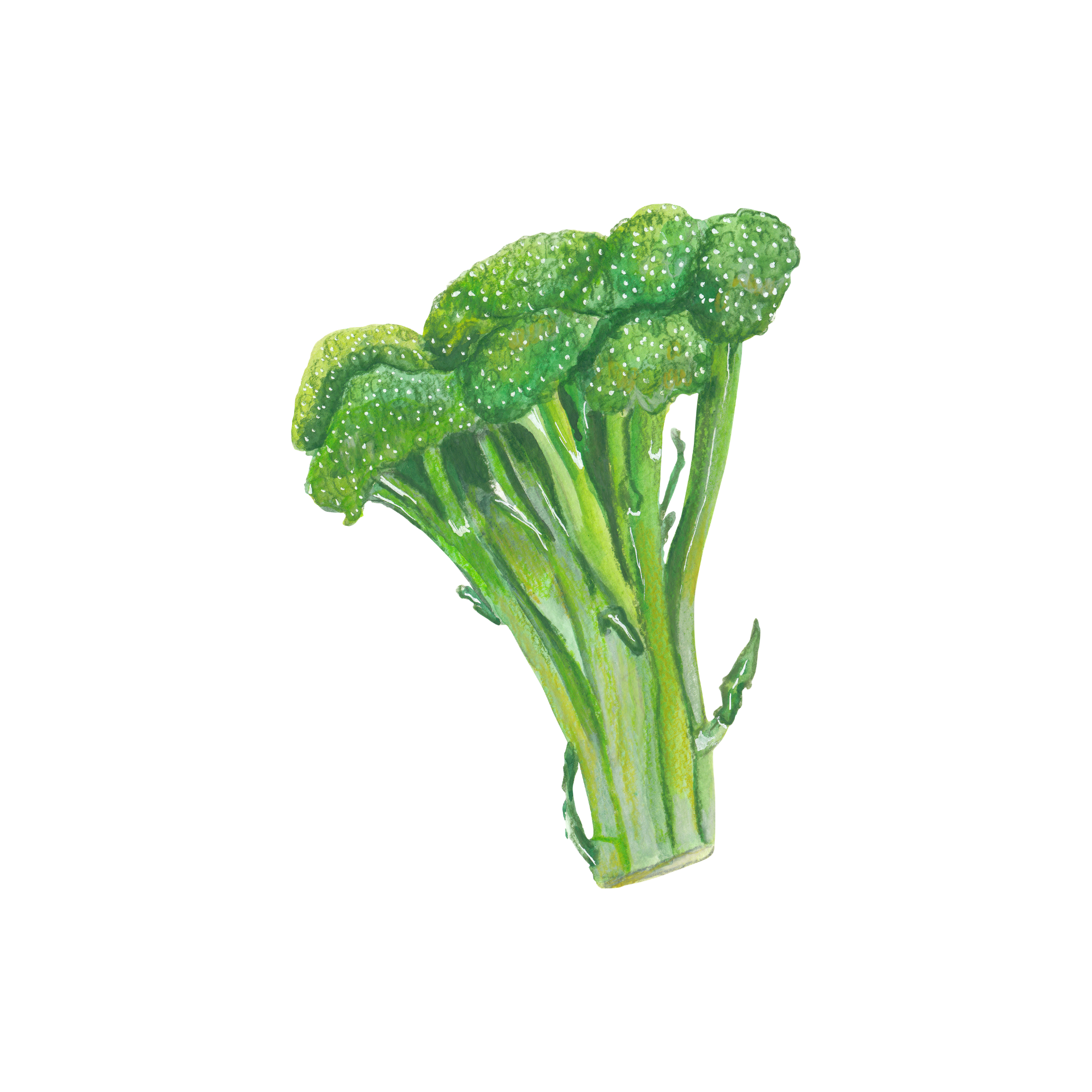 Broccoli