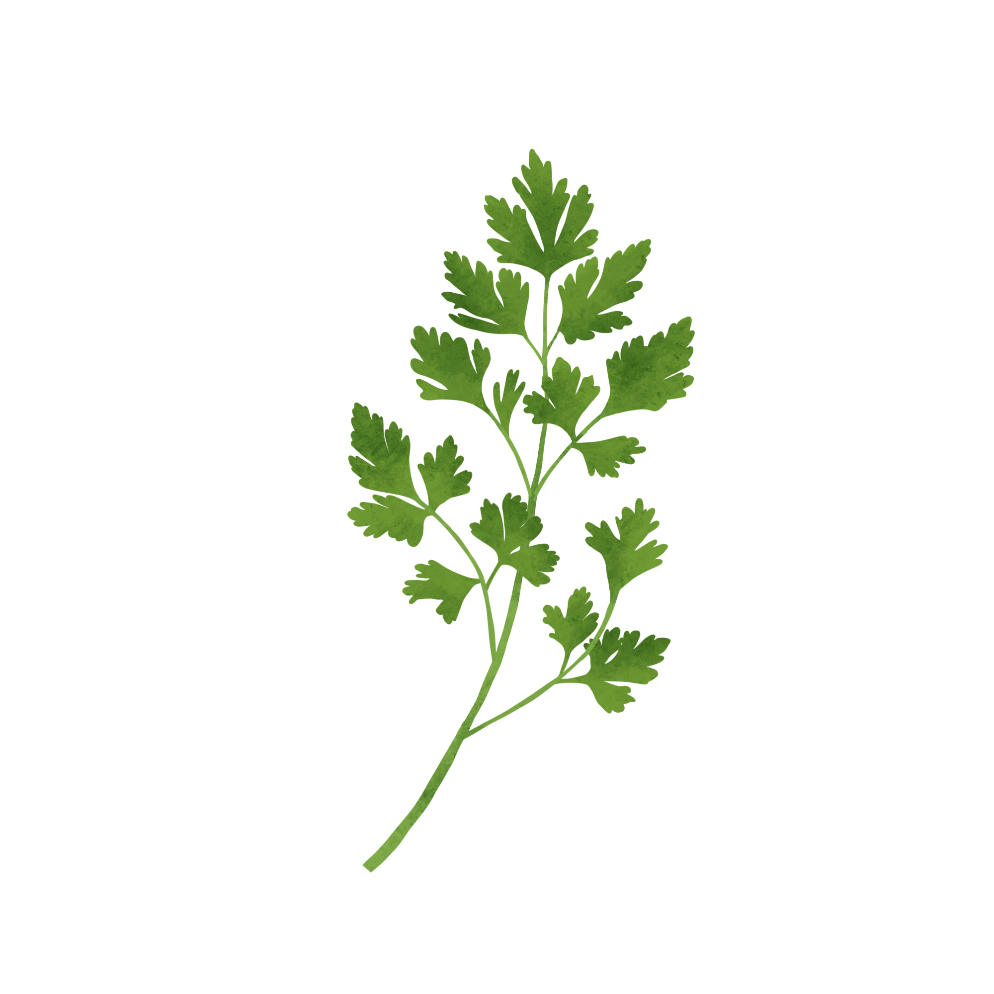 Cilantro