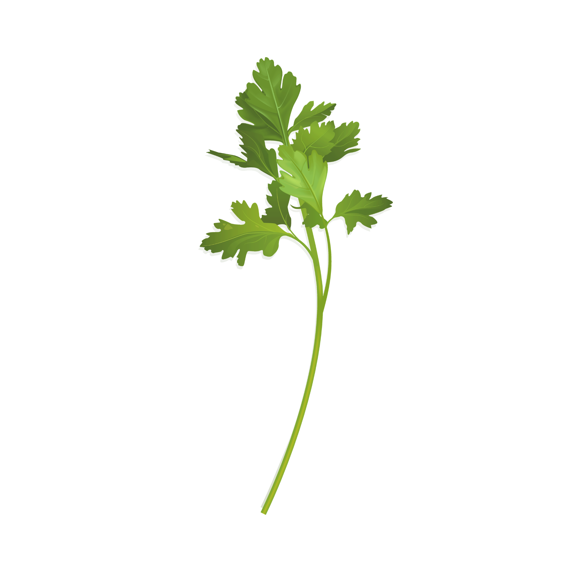 Parsley