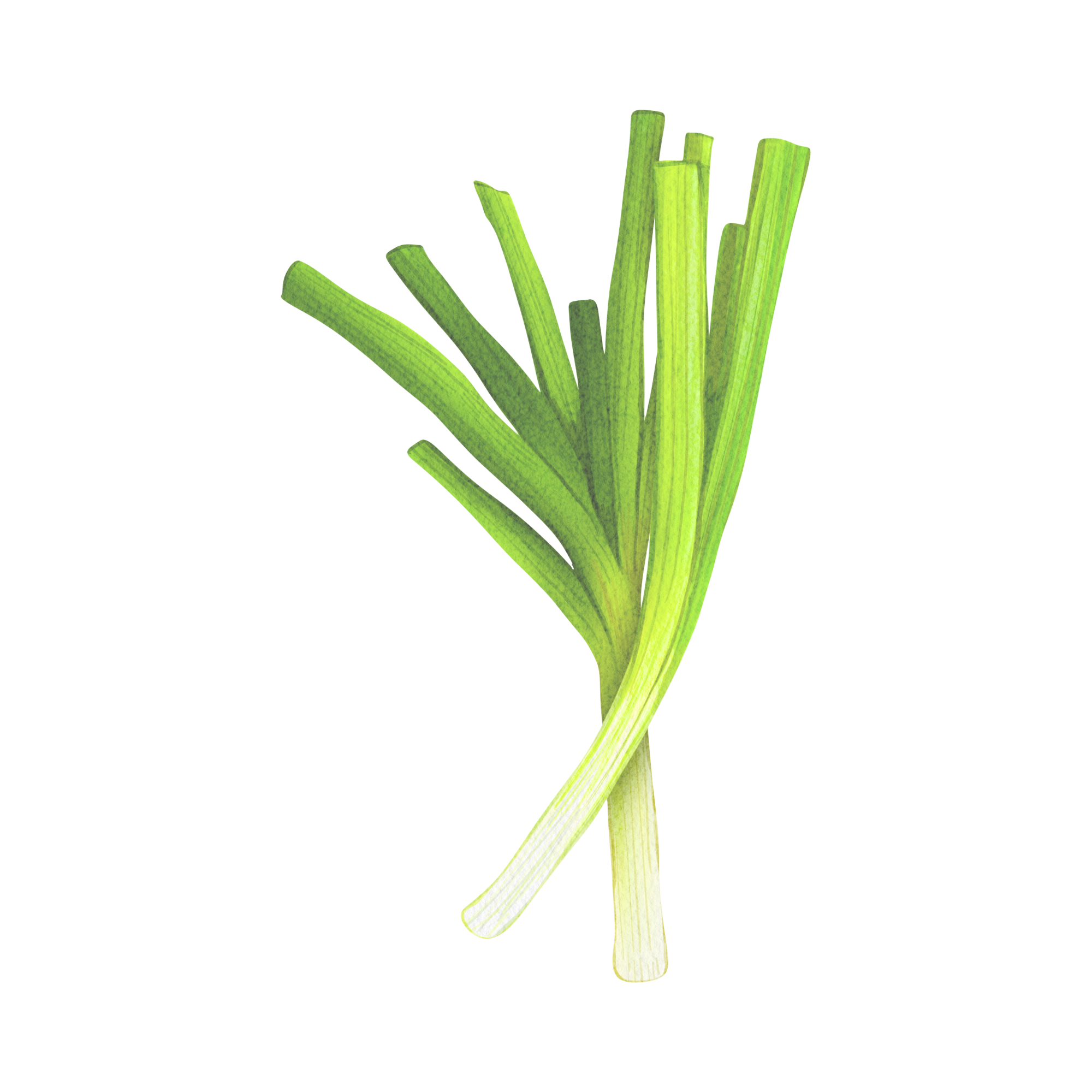 Bunching Onions