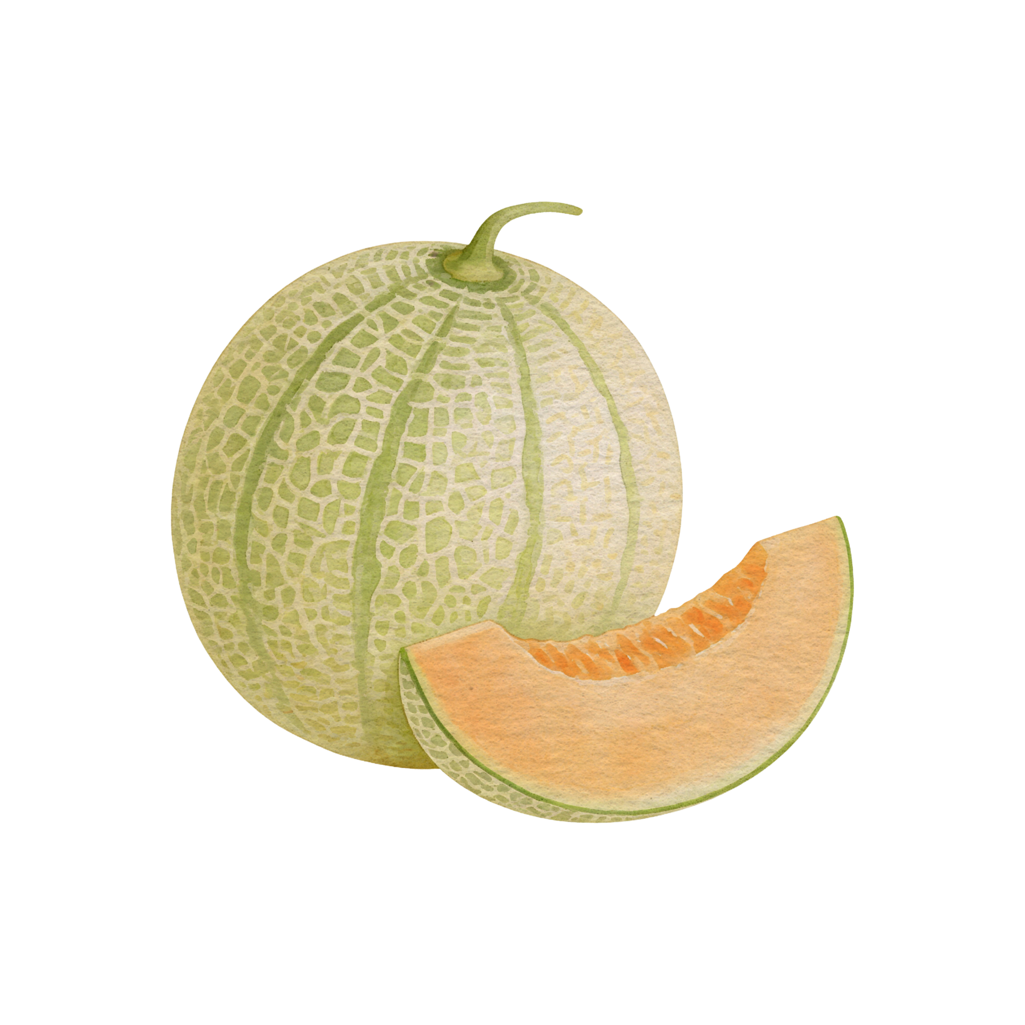 Cantaloupe