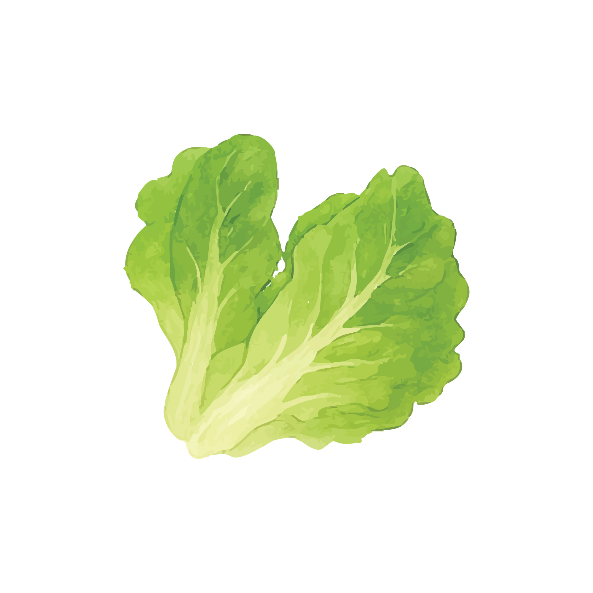 Giant Caesar Lettuce