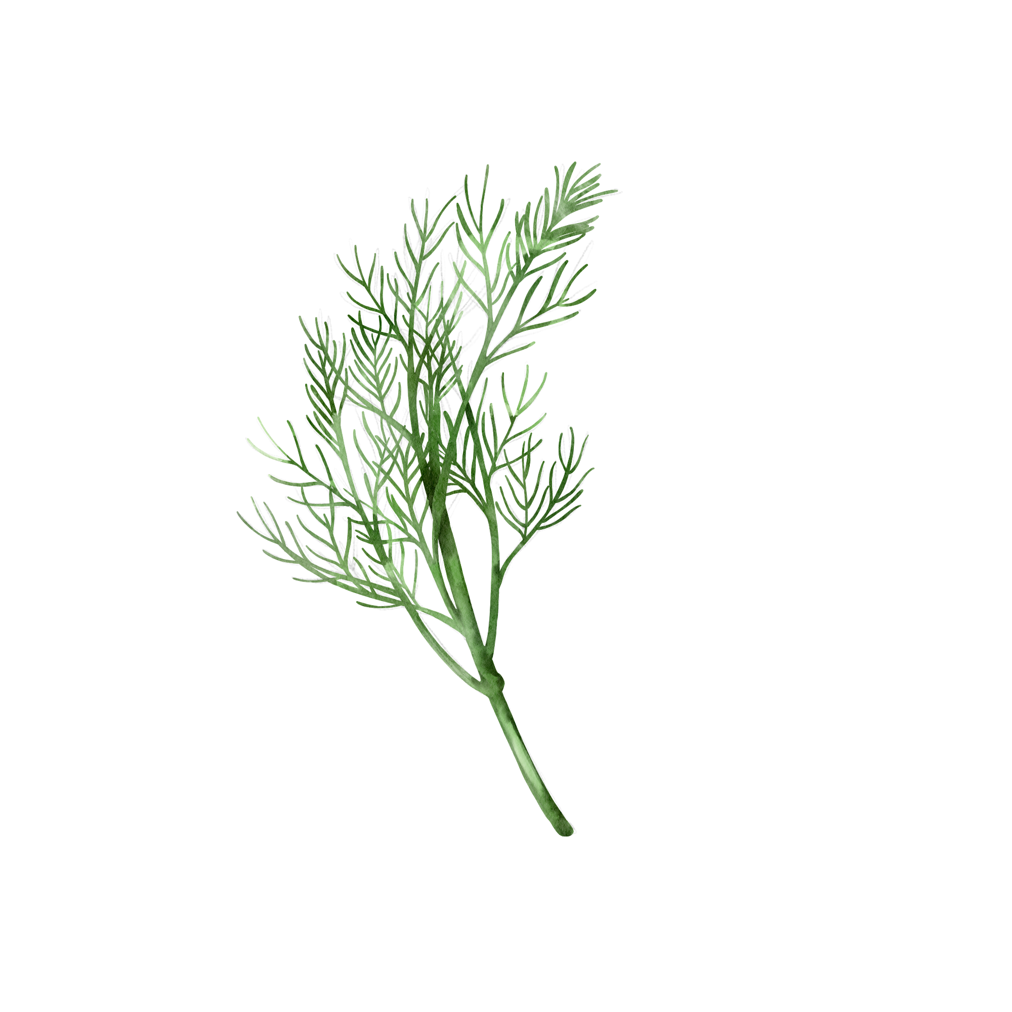 Dill