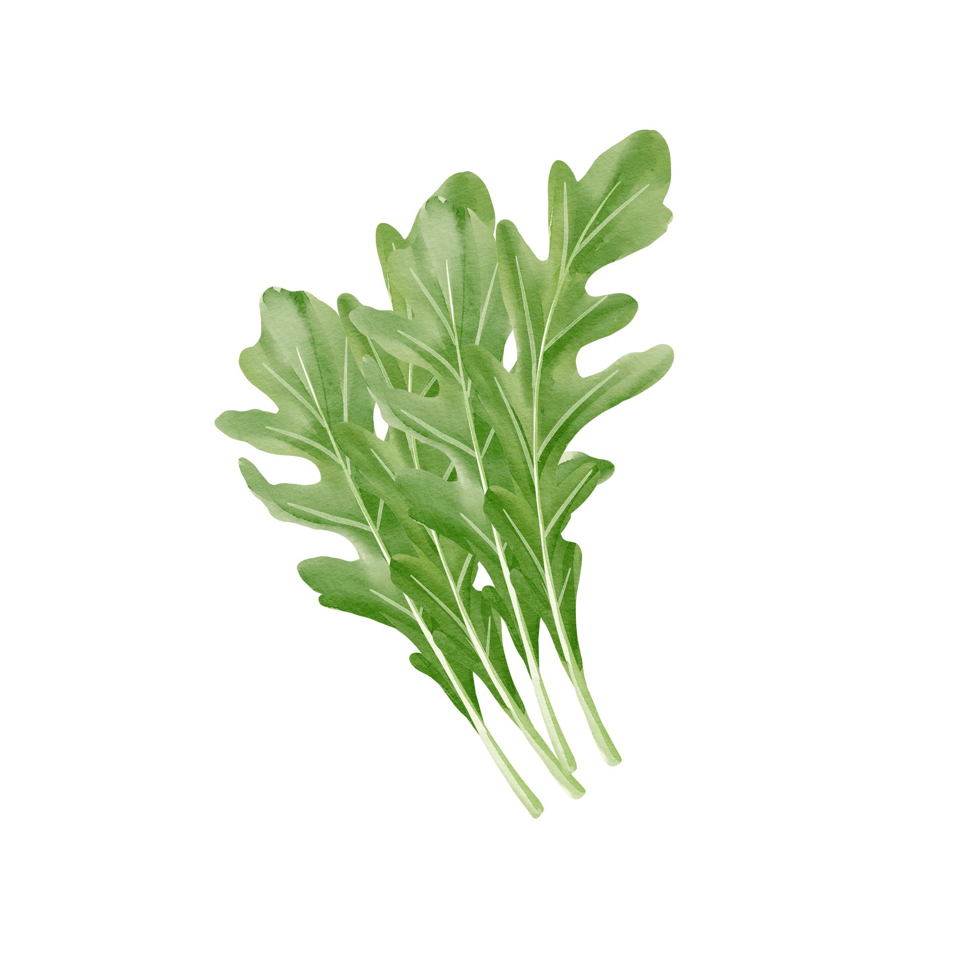Arugula
