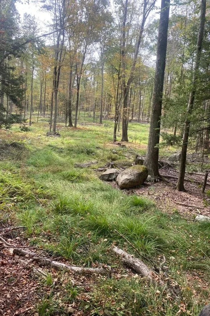 This area was harvested a year earlier. This is the after photo