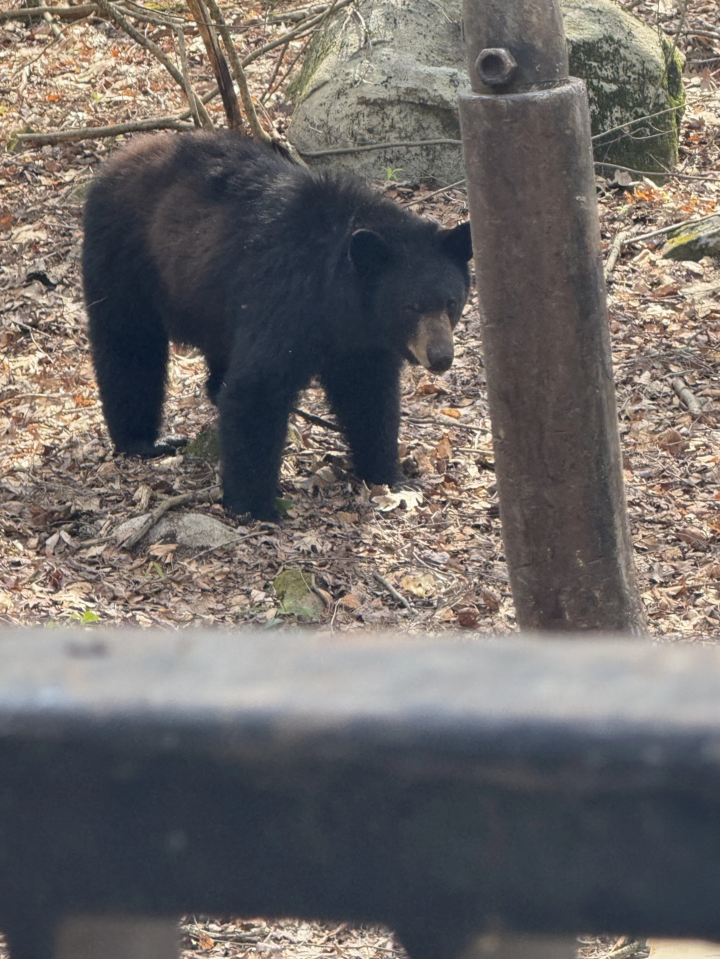 A bear visiting our job site in Barkhamsted, CT