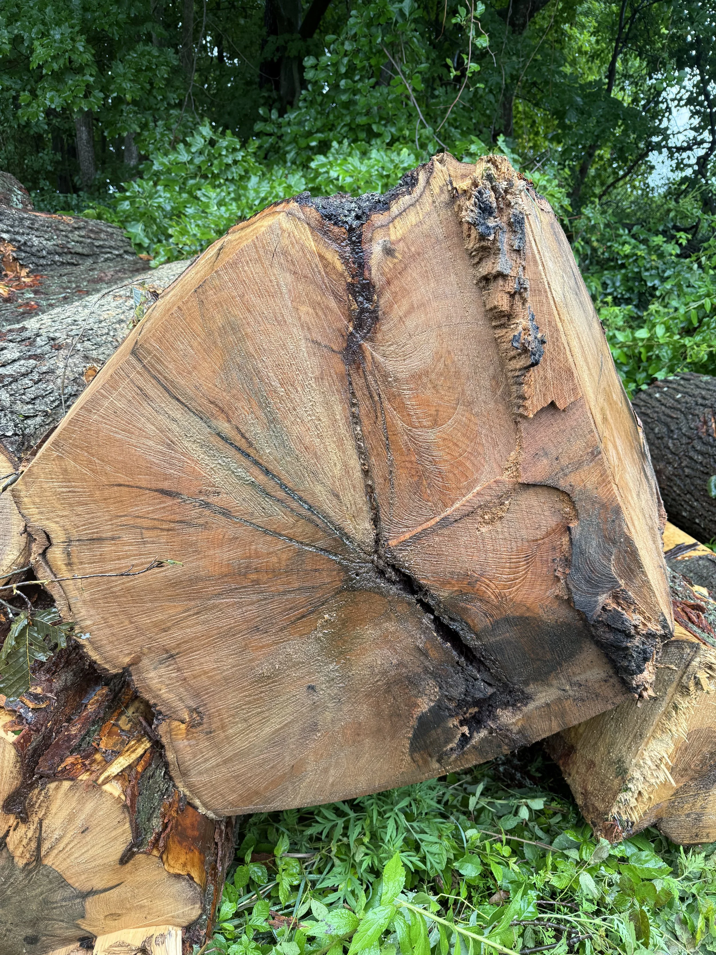 An over mature black oak that has butt rot 